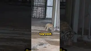 NIGDY NIE UFAJ TYGRYSOM 🐯💀