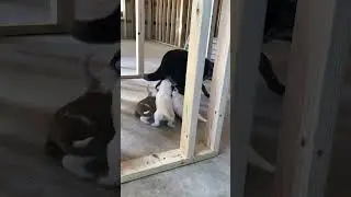 Mama dog starting to wean pups