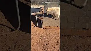 Little daredevil
