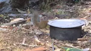 Dremomys lokriah (Orange-bellied Himalayan Squirrel). Spotted in Phobjikha