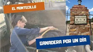 GANADERA POR UN D&Iacute;A EN EL MONTECILLO