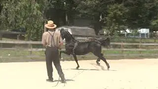 SOLD! SAW VALIANT EFFORT: Morgan Stallion For Sale