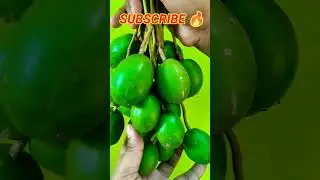 Abundant #juneplum Harvest | Green Amra | #ambarella Delight #shortsvideo #youtubeshorts #amra