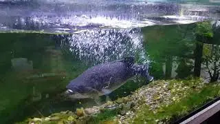 feeding the Murray Cod