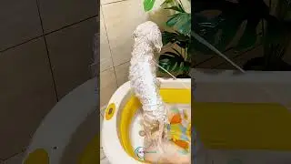 Poodle Grooming Like a PRO in Just 30 Days