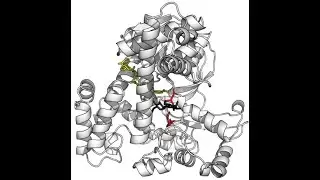 Enzyme