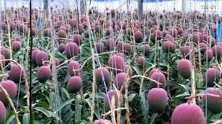 WOW! Strange Mango tree - Amazing Agriculture Technology