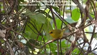 Golden Babbler & Black-throated Sunbird (Female) @ Chiu S C DSCN7214