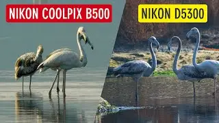 Bird Photography with Nikon Coolpix B500 vs Nikon D5300 (Nikon B500 Photography) | Sonika Agarwal