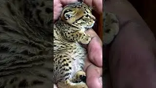 Heartbreaking Cut Tiny Leopard Cub Rescued, Clings to Ranger&rsquo;s Hand 🐆❤️👣 Small Animal