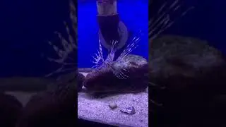 Austin Aqua Dome: Freshwater and saltwater creatures at unique fish store