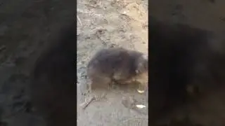 Teaching Wombat to Swim