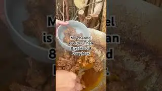 Australian Duck adobo! Long video available! #foodshorts