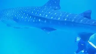 Whale shark near a coral reef in the Red Sea / Rhincodon typus / Кито́вая аку́ла. Ras Mohammed NP