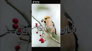 NAZAR ABBAS