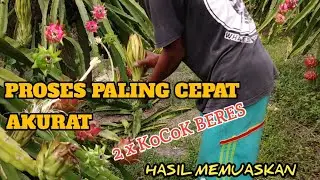 cara cepat mengawinkan bunga buah naga di siang hari