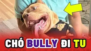 B&eacute; ch&oacute; Bully nổi tiếng v&igrave; Đi Tu từ nhỏ tại Ch&ugrave;a ở Th&aacute;i Lan 😂