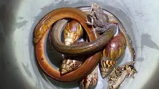 hunting frogs,snail and other unique animal in arround us