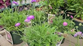Scabiosa 'Butterfly Blue' + 'Pink Mist' (Pincushion Flower) // Pretty, LONG BLOOMING Perennials