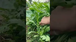 GVH4646827 mini rotary tillage and ridging all-in-one chrysanthemum plant cutting short view #foryou