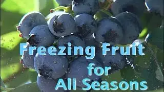 Seasonal Freshness All Year Round: The Process of Freezing Fruits
