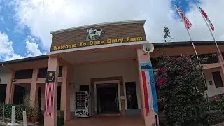 Desa Dairy Farm Kundasang Sabah #sabah #sabahtourism #kundasang #sabahmalaysia #travel #traveling