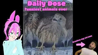 Daily Dose of funny but make it animals