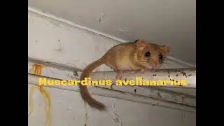 Ліскулька