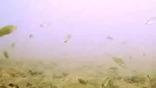 Multies in their natural habitat - Lake Tanganyika