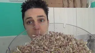 Teil 5: Mungbohnen - Anleitung f&uuml;r Sprossen, Keimlinge & Gr&uuml;nkraut