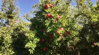 Adıyaman&rsquo;ın bereketli nar bah&ccedil;eleri rekoltede yeni rekora gidiyor