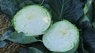 Fairbanks Seeds - Kilaprince F1 Cabbage