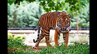 Free Stock Footage  of Tigers 100%  Copyright Free