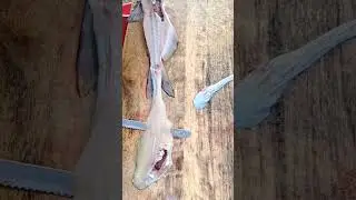 How to filet catfish with an electric knife. #fishing #catfish #trending