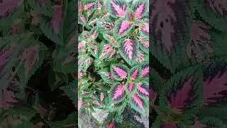 VC CONHECE ESSA PLANTA??? #alegria #felicidade #jesuscristo