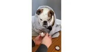 How to use Eye Envy Bulldog Wrinkle and Nose Care Kit - for stained folds/wrinkles and dry noses