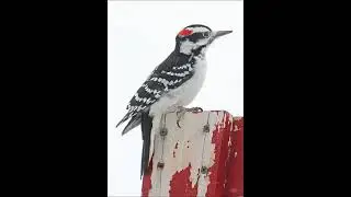 Hairy Woodpecker - Call, Drum, Song, Sound, Voice, and Other Noises Made by The Bird