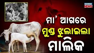 Special Report: Inhumanity Crossed All Limits! Greedy Cattle Owner’s Shameful Act