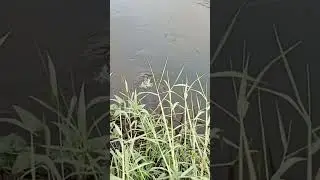 Big black rohu fish catching #shorts #video KVR HUNTING