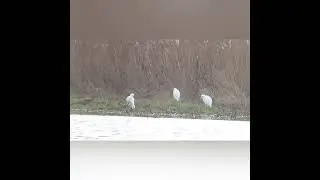 western cattle egrets - bubulcus ibis - koereigers / 4 January 2024 Belgium - Klemskerke