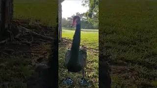 Australian Black Swan #swans #birds #nature