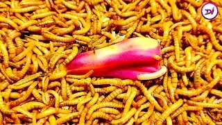 12000 Superworms VS Cactus Timelapse - Mealworms Eating Cactus Satisfying/mealworms [4k]