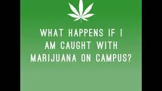 What Happens if I am Caught With Marijuana on Campus?