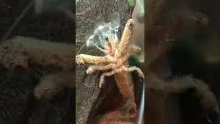 Giant African Fan Shrimp