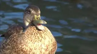 Sleepy Ducks at the Conejo Creek Park Pond in Thousand Oaks