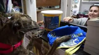 Nellie Pays the Vet Bill