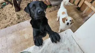 Slow motion #dogs 