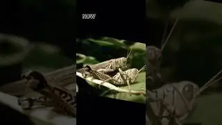🦗#grasshoper #shorts #fantasy #animals #edit #ytshorts #fantasyytviral