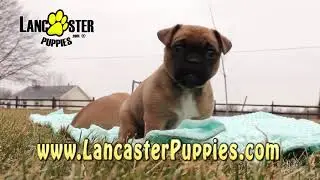 Jug Puppies