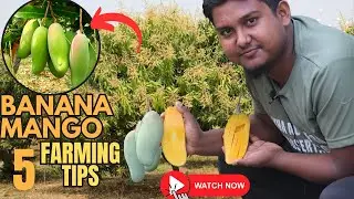 Banana Mango Farming in India: Secrets Exposed! भारत में केले आम की खेती